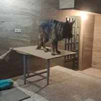 سگ ژرمن گمشده|سگ|شیراز, شهرک بزین|دیوار