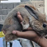 خرگوش