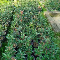 فتونیا ، فوتونیا و یاس هلندی|خدمات باغبانی و درختکاری|واجارگاه, |دیوار