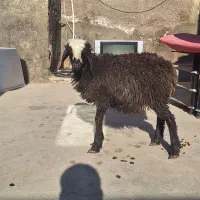 بره ماده افشاری