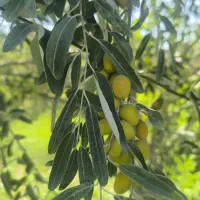 فروش سیم کارت