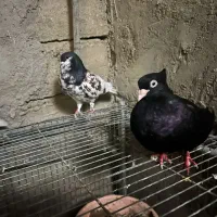 چند عدد کبوتر  سیاه صبر و خوشرنگ یالی