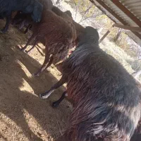 قوچ دامازلیخ