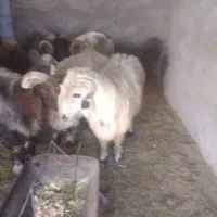 فروش بره قوچ مرغوب بختیاری و عربی