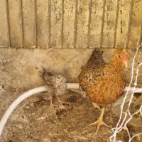 جوجه مرغ|پرنده|شیراز, شهرک پرواز|دیوار