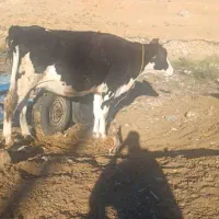 دوعدد گاو هلشتاین ابستن|حیوانات مزرعه|ویسیان, |دیوار