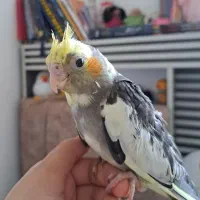 عروس یکماه نیم