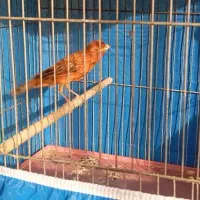 قناری سرخ شلاقی