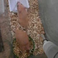 همستر نر وماده