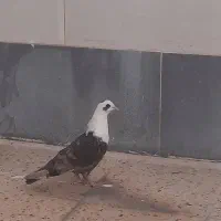 کبوتر کله سفید|پرنده|بهبهان, |دیوار