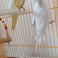 عروس هلندی جفت اماده