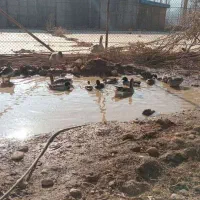 اردک کله سبز پروازی|حیوانات مزرعه|دماوند, دماوند|دیوار