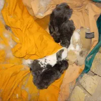 یک جفت خرگوش با پنج عدد بچه