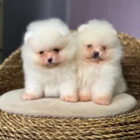 پامر پامرانین خرسی