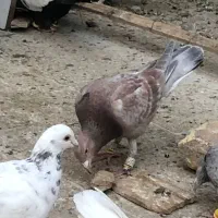 حدود ۶۰ عدد پرنده جوان نگین زدخوردی ضمانتی|پرنده|تربتحیدریه, مظفریه|دیوار