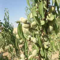 نهال بادام۳ ساله|گل و گیاه طبیعی|سنقر, |دیوار