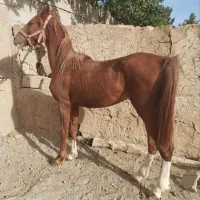 خرید و فروش انواع اسب