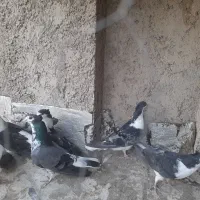 دمگیر