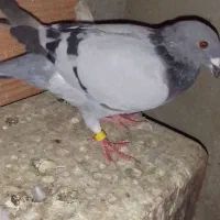 کبوتر غروب بازی|پرنده|گنبد کاووس, |دیوار