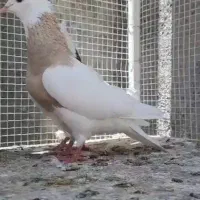 طوقی کرمانشاهی درجه یک|پرنده|محمدشهر, محمدشهر|دیوار