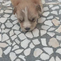 سگ شیتزوکراس ریزعروسکی اپارتمانی|سگ|نجفآباد, حومه نجف آباد|دیوار