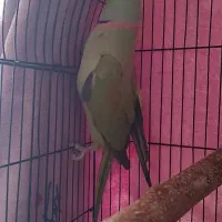 شاه طوطی