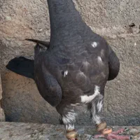 کبوتر رنگی