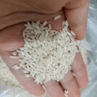 برنج فروشی|خوردنی و آشامیدنی|کلاچای, |دیوار