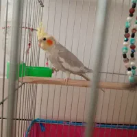 جوجه عروس هلندی|پرنده|خمینیشهر, |دیوار