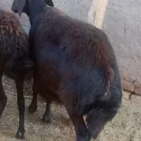 میش سرخ افشار آبستن|حیوانات مزرعه|کدکن, |دیوار