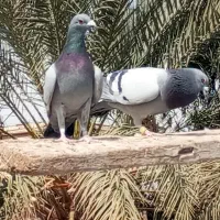 تعدادی پلاکی.وپلنگ ماده گوک