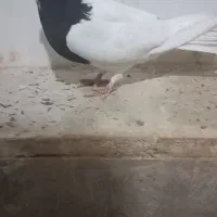 طوقی ماده واکسی|پرنده|دره شهر, |دیوار