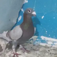 پرنده|پرنده|نیشابور, مازول|دیوار