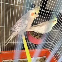 جفت عروس هلندی مولد معاوضه با گرینچیک|پرنده|اصفهان, جویباره|دیوار