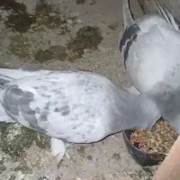 گوگ کاغذی|پرنده|بهبهان, |دیوار