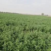 فروش کاه یونجه وگندم