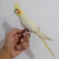 عروس هلندی رام رام و فنچ گلدین نر معاوضه با قناری