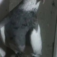 کبوتر طوقی|پرنده|پاکدشت, پاکدشت (مامازند)|دیوار