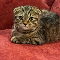 اسکاتیش دبل فولد|گربه|تهران, فردوس|دیوار