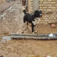 سگ گمشده|حیوانات|کرمانشاه, |دیوار