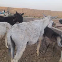 الاغ
