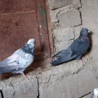 دونهای ۱۵۰ هزار تومان|پرنده|چاه داد خدا, |دیوار