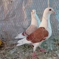 سه جفت کفتر دوکت یا پشتی نروماده