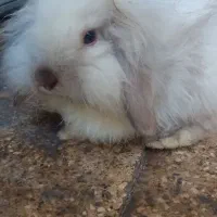 خرگوش لپ ترکیش|موش و خرگوش|کرمان, |دیوار