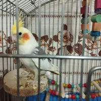 عروس هلندی ماده