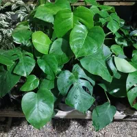 گلهای آپارتمانی