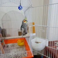 عروس هلندی نر