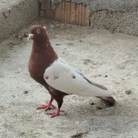 سینه سرخ و سینه سیاه