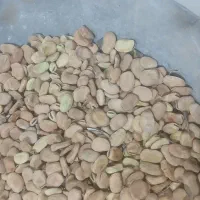 باقله اصل گرگان|عمده‌فروشی|سرپل ذهاب, |دیوار