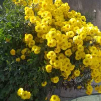 گل طبیعی|گل و گیاه طبیعی|ویلکیج, |دیوار